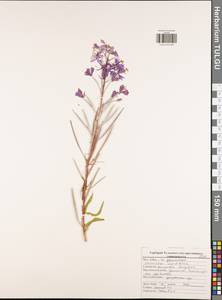 Chamaenerion angustifolium (L.) Scop., Eastern Europe, Central region (E4) (Russia)