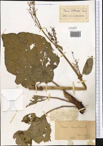 Rheum wittrockii Lundstr., Middle Asia, Dzungarian Alatau & Tarbagatai (M5) (Kazakhstan)