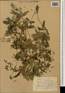 Rubia tinctorum L., Caucasus, Dagestan (K2) (Russia)