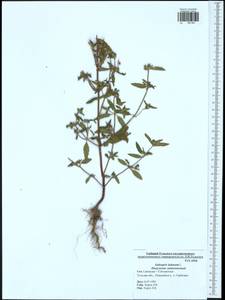 Galeopsis ladanum L., Eastern Europe, Central region (E4) (Russia)