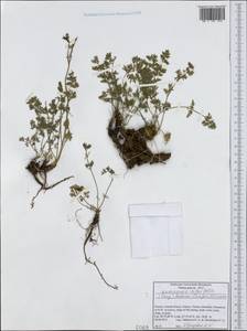 Katapsuxis silaifolia (Jacq.) Reduron, Charpin & Pimenov, Western Europe (EUR) (Greece)