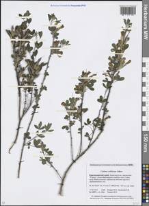 Chamaecytisus triflorus subsp. triflorus, Caucasus, Krasnodar Krai & Adygea (K1a) (Russia)