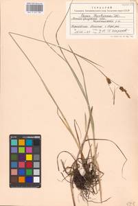 Carex hostiana DC., Eastern Europe, North-Western region (E2) (Russia)