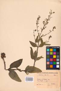MHA 0 159 676, Scrophularia umbrosa Dumort., Eastern Europe, Central forest-and-steppe region (E6) (Russia)