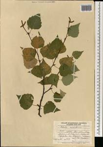 Betula pendula subsp. mandshurica (Regel) Ashburner & McAll., Mongolia (MONG) (Mongolia)