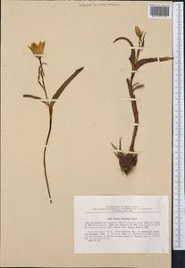 Tulipa lehmanniana Merckl., Middle Asia, Muyunkumy, Balkhash & Betpak-Dala (M9) (Kazakhstan)