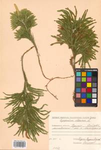 Dendrolycopodium obscurum (L.) A. Haines, Siberia, Russian Far East (S6) (Russia)