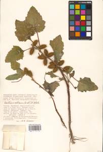 Xanthium orientale var. albinum (Widder) Adema & M. T. Jansen, Eastern Europe, Lower Volga region (E9) (Russia)