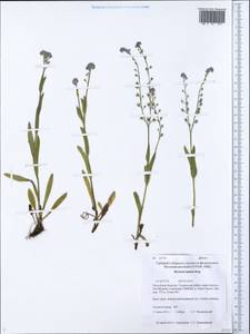 Myosotis imitata Serg., Siberia, Baikal & Transbaikal region (S4) (Russia)