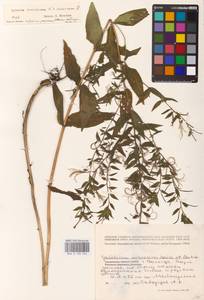 Epilobium roseum subsp. subsessile (Boiss.) P. H. Raven, Eastern Europe, Northern region (E1) (Russia)