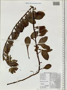 Mertensia maritima (L.) Gray, Siberia, Chukotka & Kamchatka (S7) (Russia)