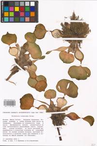 Pontederia crassipes Mart., Eastern Europe, Moscow region (E4a) (Russia)