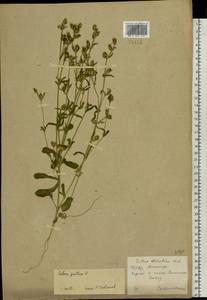 Silene gallica L., Eastern Europe, South Ukrainian region (E12) (Ukraine)