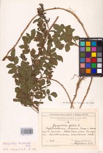 Glycyrrhiza glabra L., Eastern Europe, Middle Volga region (E8) (Russia)