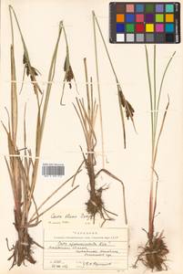Carex aquatilis var. minor Boott, Siberia, Chukotka & Kamchatka (S7) (Russia)