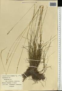 Festuca cretacea T.I.Popov ex Proskor., Eastern Europe, Central forest-and-steppe region (E6) (Russia)