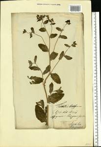 Tanacetum balsamita L., Eastern Europe, Lithuania (E2a) (Lithuania)