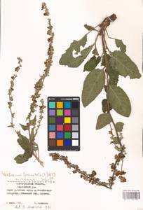 MHA 0 158 806, Verbascum chaixii Vill., Eastern Europe, Lower Volga region (E9) (Russia)