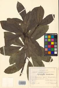 Daphniphyllum macropodum var. humile (Maxim. ex Franch. & Sav.) Rosenthal, Siberia, Russian Far East (S6) (Russia)