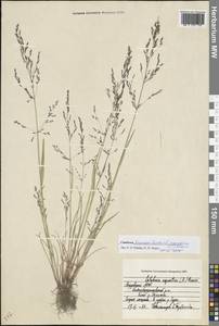 Catabrosa aquatica (L.) P.Beauv., Eastern Europe, Middle Volga region (E8) (Russia)