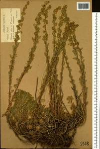 Artemisia rupestris L., Siberia, Western (Kazakhstan) Altai Mountains (S2a) (Kazakhstan)
