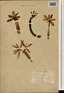 Colchicum, South Asia, South Asia (Asia outside ex-Soviet states and Mongolia) (ASIA) (Iran)