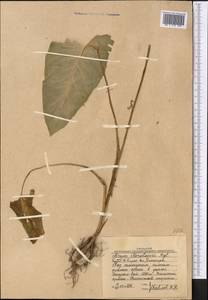 Arum korolkowii Regel, Middle Asia, Western Tian Shan & Karatau (M3) (Uzbekistan)