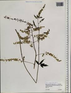 Actaea cimicifuga L., Siberia, Baikal & Transbaikal region (S4) (Russia)