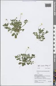 Viola arvensis Murray, Eastern Europe, Lower Volga region (E9) (Russia)