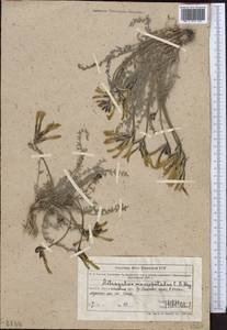 Astragalus macropetalus Schrenk, Middle Asia, Northern & Central Tian Shan (M4) (Kazakhstan)