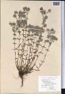 Ziziphora vichodceviana Tkatsch. ex Tulyag., Middle Asia, Northern & Central Tian Shan (M4) (Kyrgyzstan)