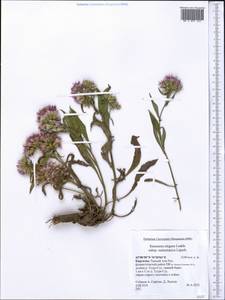 Saussurea elegans Ledeb., Middle Asia, Northern & Central Tian Shan (M4) (Kyrgyzstan)