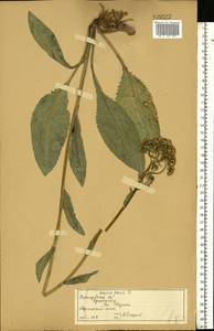 Senecio macrophyllus M. Bieb., Eastern Europe, Volga-Kama region (E7) (Russia)