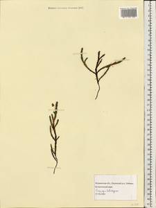 Cassiope tetragona (L.) D. Don, Eastern Europe, Northern region (E1) (Russia)