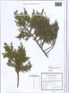 Juniperus excelsa subsp. polycarpos (K. Koch) Takht., South Asia, South Asia (Asia outside ex-Soviet states and Mongolia) (ASIA) (Iran)