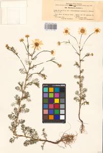 Tripleurospermum inodorum (L.) Sch.-Bip, Eastern Europe, South Ukrainian region (E12) (Ukraine)