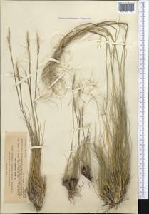 Stipa orientalis Trin., Middle Asia, Northern & Central Tian Shan (M4) (Kyrgyzstan)