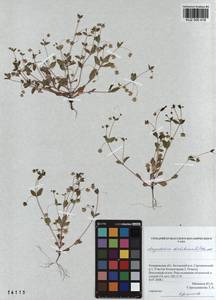 KUZ 000 418, Swertia dichotoma L., Siberia, Altai & Sayany Mountains (S2) (Russia)