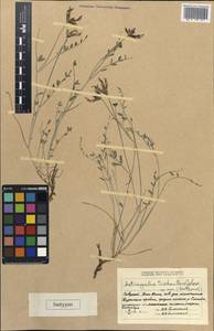 Astragalus trichanthus Golosk., Middle Asia, Western Tian Shan & Karatau (M3) (Kazakhstan)