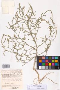 Corispermum hyssopifolium L., Eastern Europe, Lower Volga region (E9) (Russia)