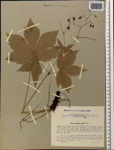 Geranium gracile Ledeb. in Nordm., Caucasus, Abkhazia (K4a) (Abkhazia)
