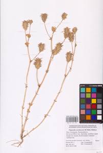Trigonella coerulescens (M.Bieb.) Halácsy, Eastern Europe, Lower Volga region (E9) (Russia)