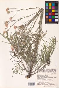 Jurinea polyclonos DC., Eastern Europe, Rostov Oblast (E12a) (Russia)