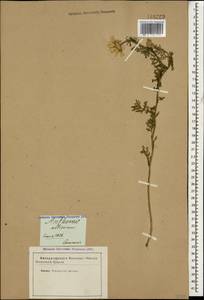 Cota altissima (L.) Gay, Caucasus (no precise locality) (K0)