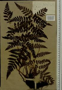 Dryopteris cristata (L.) A. Gray, Eastern Europe, Middle Volga region (E8) (Russia)