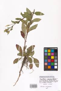 Oenothera villosa × rubricaulis, Eastern Europe, Moscow region (E4a) (Russia)