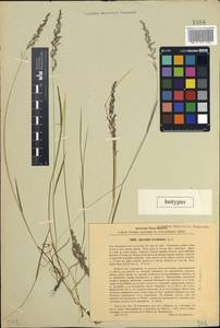 Agrostis stolonifera L., South Asia, South Asia (Asia outside ex-Soviet states and Mongolia) (ASIA) (Turkey)