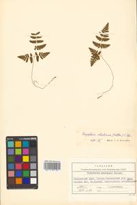 Gymnocarpium robertianum (Hoffm.) Newman, Siberia, Russian Far East (S6) (Russia)