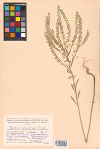 Lepidium densiflorum Schrad., Eastern Europe, Moscow region (E4a) (Russia)