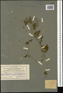 Fallopia convolvulus (L.) Á. Löve, Caucasus, Azerbaijan (K6) (Azerbaijan)